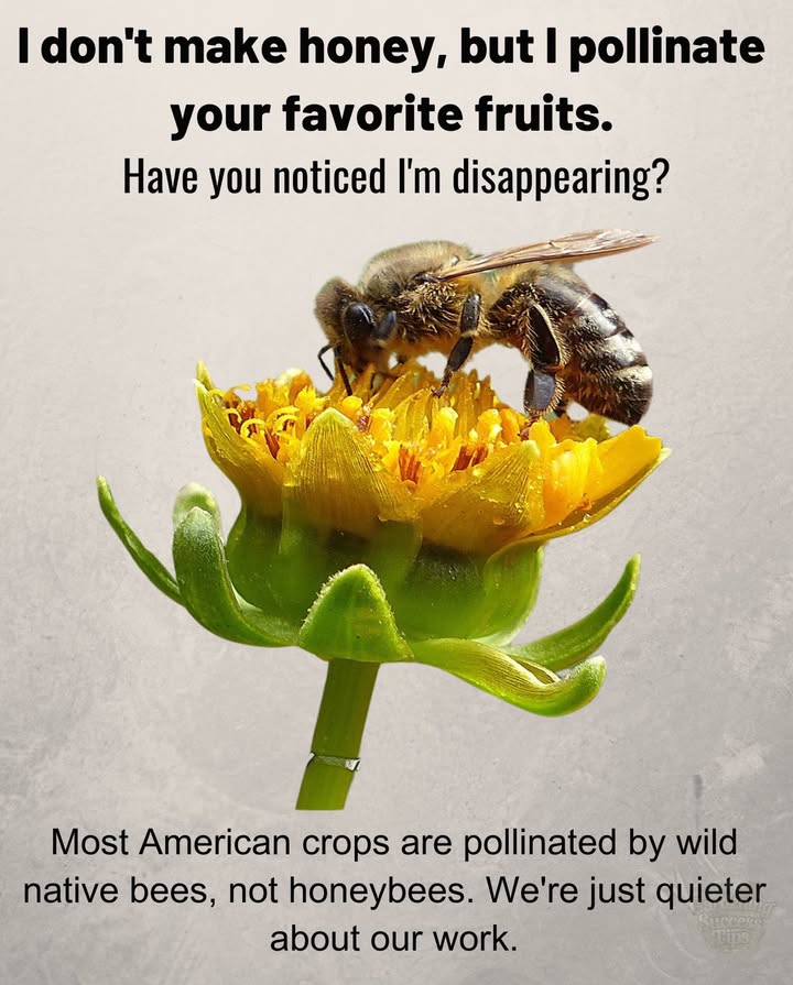 Lets unite to save the bees and, in turn, save our planet! Every small action counts. Together, we can make a difference!