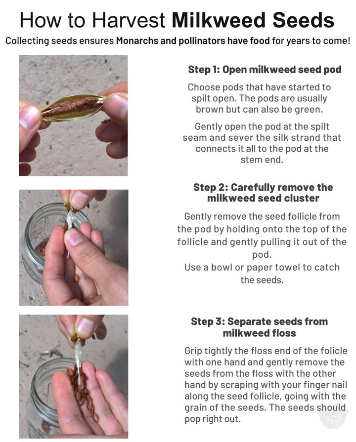 Fall is the Time to Collect Milkweed Seeds
Gather pods now while theyre splitting open. Save the seeds dry over winter.

 In spring, sow those saved seeds in your garden or community spaces.
Doing so ensures Monarchs and other pollinators have food and habitat for years to come! 曆

#Milkweed #MonarchButterfly #PollinatorGarden