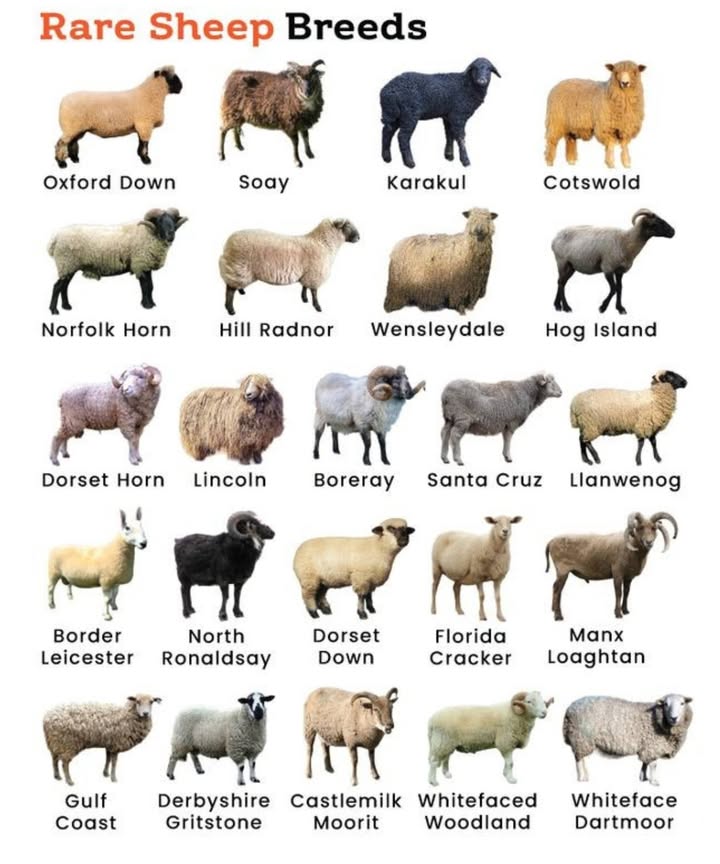 Rare Sheep Breeds Youve Probably Never Heard Of! 
 British Beauties 
臨 Oxford Down  A heavyweight breed with a gentle face, prized for meat and wool.
 Cotswold  Known for long, lustrous wool; called the Golden Fleece sheep.
 Lincoln  One of the largest and oldest longwool breeds.
 Wensleydale  Soft ringlets of wool make this breed a fiber artists dream.
 Dorset Horn  A rare breed that can breed year-roundhorns on both males and females!
 Hill Radnor, Border Leicester, Derbyshire Gritstone, Whitefaced Woodland, Whiteface Dartmoor, Castlemilk Moorit, Llanwenog  Hardy and heritage-rich.

 Island Originals 
 Soay  One of the most primitive sheep breeds, surviving wild in Scotland.
 North Ronaldsay  Grazes on seaweed! Found only on a remote Orkney island.
 Hog Island  A rare American breed that adapted to life on an isolated island.
 Santa Cruz  A sweet-faced survivor from the Channel Islands.
直 Boreray  Extremely rare, originating from the St. Kilda archipelago.

 American Heritage 
 Gulf Coast  Heat- and parasite-resistant; a southern U.S. treasure.
 Florida Cracker  A tough, adaptable breed linked to early Spanish settlers.

 Other Notables
 Karakul  Ancient breed known for glossy, curly lamb wool often used in fur hats.
 Manx Loaghtan  Striking multi-horned breed from the Isle of Man; meat prized by chefs.
 Dorset Down  Compact and fast-growing, great for lamb production.

 Why Rare Breeds Matter
Preserving these sheep helps maintain genetic diversity, supports sustainable farming, and keeps history aliveone fleece at a time!