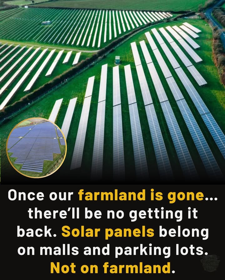 Once Our Farmland Is Gone Theres No Getting It Back 

Farmland is more than soilits food security, wildlife habitat, and heritage.
Covering it with solar panels erases that forever.

We need renewable energy, but it belongs on malls, rooftops, and parking lotsnot on the land that feeds us.

Protect farmland. Protect the future. 

#ProtectFarmland #FoodSecurity