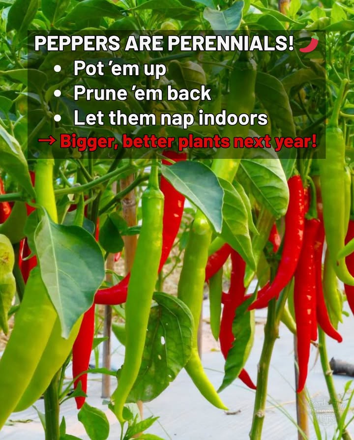Yespeppers are perennials! They just cant handle the cold. But with this simple method, you can keep your pepper plants alive for years and get bigger harvests every season.

Heres how to overwinter peppers in pots:

1 At seasons end, dig them up and transplant into pots with fresh soil.
2 Prune all leaves and small stems, leaving just clean main stems.
3 Bring them indoors to a cool, dark spaceroom temp but no light.
4 Water only once a month. Keep them dormant.
5 In spring, slowly wake them up using the hardening off method.
6 Once nights stay above 55F 13C, move them back outdoors or into the garden.

 Result: Stronger roots, faster growth, and early peppers next season!