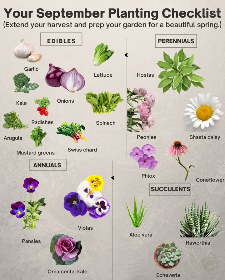 September Planting Guide

 Start leafy crops early in the month to give them time to mature before hard frosts arrive.
 Use row covers to protect tender seedlings if temperatures drop suddenly.
 Divide and transplant perennials now so roots establish before winter.
 Space cool-season vegetables closely to shade soil and suppress weeds naturally.
 Mulch around new succulents to prevent sudden cold damage and retain warmth.
 Water consistently but reduce frequency as growth slows in cooler weather.
 Choose annuals labeled frost-tolerant to extend color late into the season.