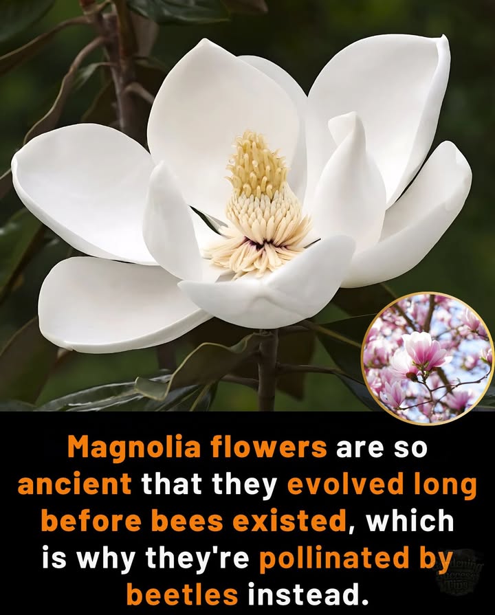 Magnolias: Ancient Beauties of the Garden
These flowers date back to the time of dinosaursliterally!

 First bloomed over 95 million years ago
 Evolved before bees or butterflies existed
 Pollinated by beetles, their original partners
 Bowl-shaped blooms built for beetle traffic
 Thick petals resist damage from clumsy crawlers
 Fruity scent mimics fermenting fruit to attract beetles
 Pollination happens as beetles stumble through in search of pollen

練 A living fossil in your gardenmagnolias connect us to Earths deep past