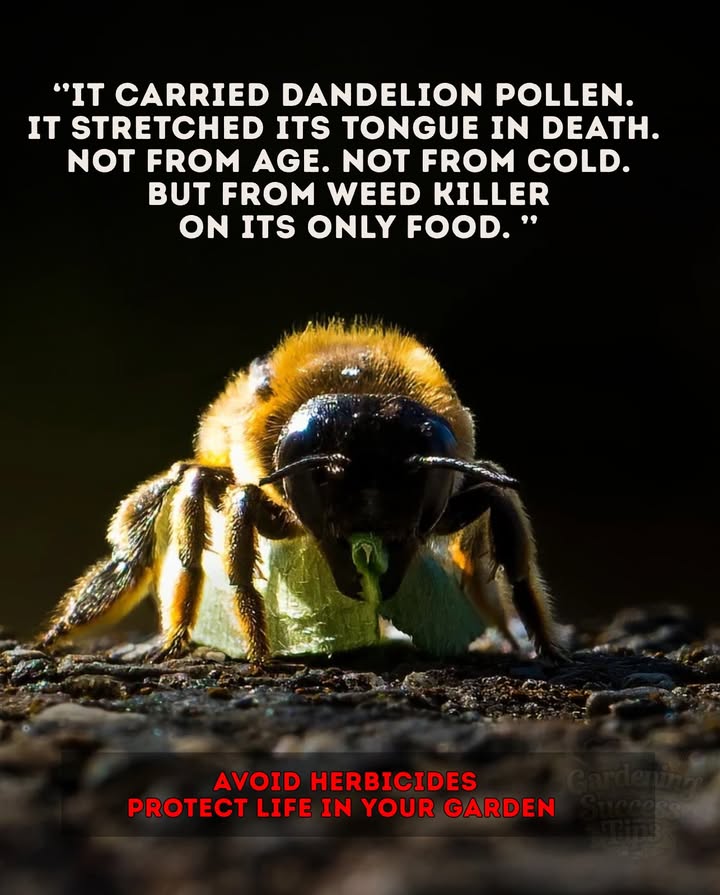 A single weed to us is a meal to them.
When wildflowers vanish, so do the wings that carry life from bloom to bloom.

Let the dandelions grow.
The bees were here first  and without them, nothing else stays alive for long.