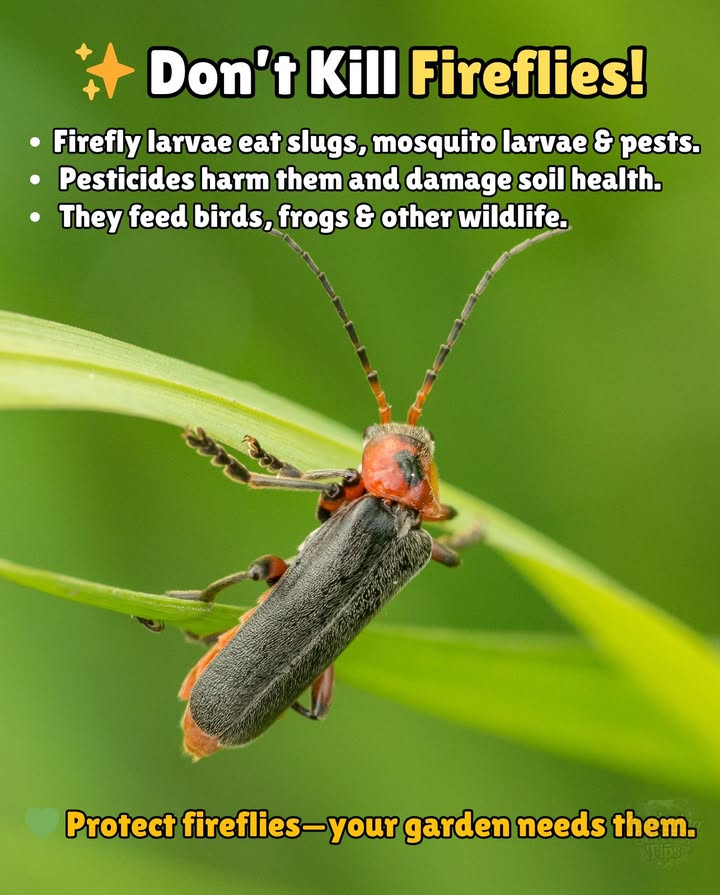 Dont Harm These Magical Garden AlliesFireflies! 
 Why Fireflies Matter:
 Harmless to your plants
 As larvae, they eat slugs, mosquito larvae, and pests
 Support healthy soil and control erosion
 Provide food for birds, frogs, and more

 Pesticides & herbicides destroy fireflies and their young living underground.

 When you protect fireflies, you protect your entire garden ecosystem.

Let them glownature depends on it.