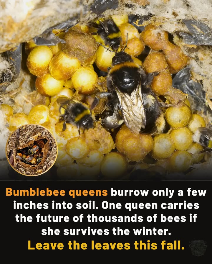 Bumblebee queens burrow just a few inches into soil or leaf litter to survive the winter. If she makes it, she starts a whole new colony in spring.
 Every leaf pile is a shelter for pollinators, fireflies, and countless beneficial insects.
Skip the rake. Let nature rest.

#fblifestyle