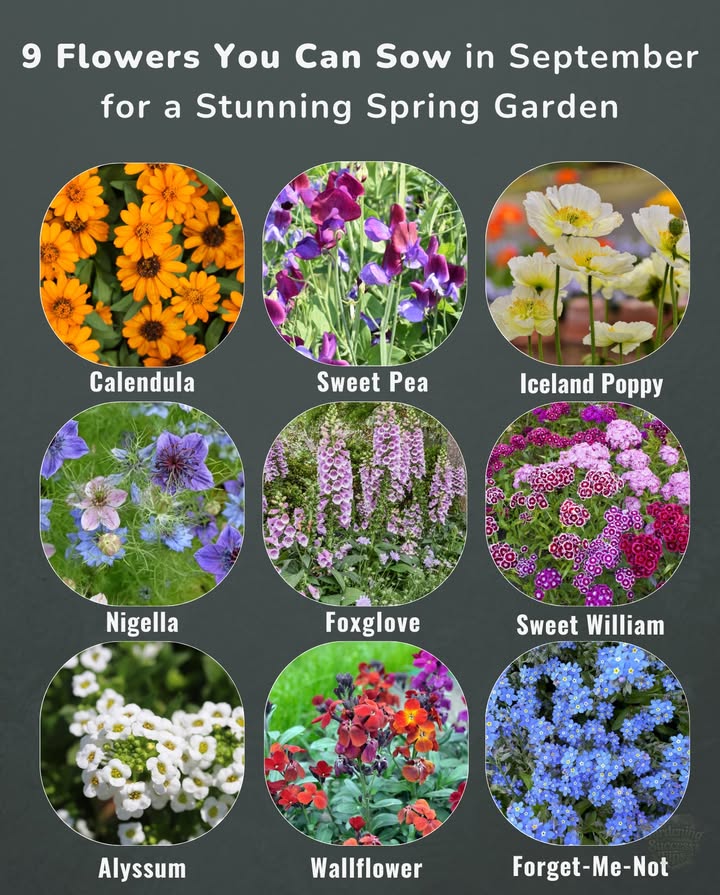 Plant these now, and your spring garden will thank you later!

 Calendula Zones 211  Cheerful orange blooms, edible petals.
 Sweet Pea Zones 29  Early fragrance and climbing color.
 Iceland Poppy Zones 39  Hardy with long-lasting pastel blooms.
 Foxglove Zones 49  Tall spires that attract pollinators.
 Sweet William Zones 39  Bright, fragrant clusters for borders.
 Wallflower Zones 610  Vibrant color in early spring.
 Forget-Me-Not Zones 38  Blue blooms that carpet your garden.
 Nigella Zones 211  Whimsical “Love-in-a-Mist.”
 Hardy Annual Alyssum Zones 39  Sweet-smelling groundcover.

 Sowing in September helps seedlings root deeply for a beautiful spring bloom!