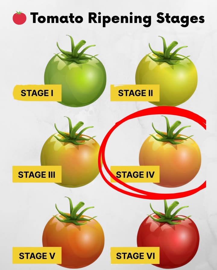 Tomato Tip: Pick at the Breaker Stage
Forget waiting for full ripenessStage IV is where the magic happens!
 At 50% color pinkish hue, tomatoes begin ripening from the inside out
 This stage means the fruit has absorbed all it needs from the plant
 It naturally seals off from the vine and keeps ripening off-plant

 Bonus: Picking early helps prevent cracking, pests, and sun damage!

 Stage IIII: Firm and green with no or slight color shift
 Stage IV Breaker Stage: Perfect time to harvest for storage or transport
 Stage VVI: Fully ripened with rich flavor and soft texture
 Early harvest helps reduce pest damage and splitting
 Tomatoes continue ripening off the vine at room temp

 Pick smart, ripen rightflavor starts at the perfect stage

#TomatoTips  #HarvestTiming