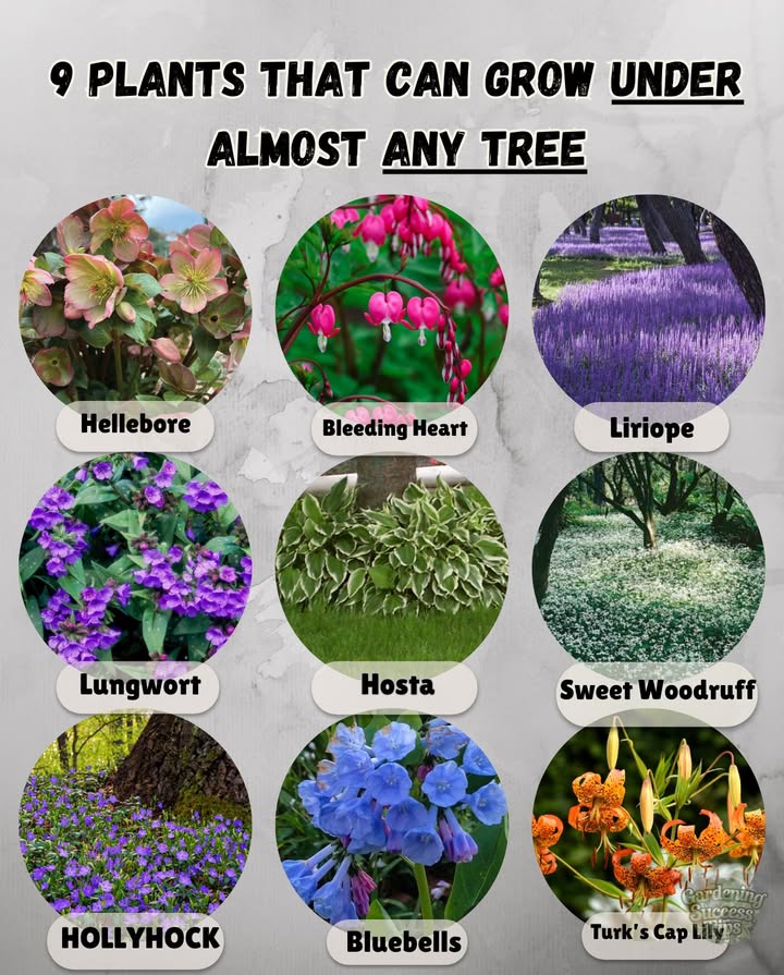 These beautiful flowers thrive under trees  turning every shady corner into a blooming masterpiece. 
1. Hellebore
Blooming quietly under an old oak in early spring.
2. Bleeding Heart
Graceful blooms arching under a shady maple.
3. Liriope
Neat purple spikes circling a sturdy tree trunk.
4. Lungwort
Spotted leaves and blooms sparkling under a pine.
5. Hosta
Broad green leaves creating a lush shady bed.
6. Sweet Woodruff
A fragrant white carpet beneath a flowering dogwood.
7. Periwinkle
Blue blooms weaving through tree roots.
8. Virginia Bluebells
Soft drifts of bluebells glowing under a cherry tree.
9. Turks Cap Lily
Vibrant lilies lighting up dappled shade under a sycamore.