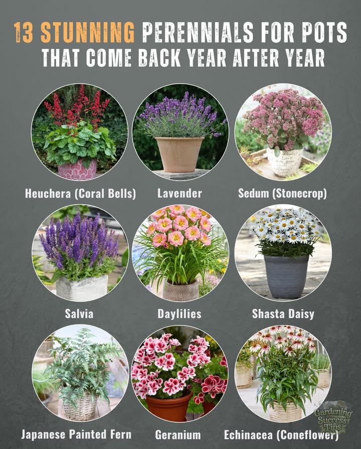 13 Potted Perennials That Return Every Year
Low-maintenance and beautiful, these perennials are perfect for patios and small gardens!

1. Hosta: Thrives in shade; keep soil moist.
2. Heuchera Coral Bells: Colorful foliage; well-drained soil.
3. Lavender: Fragrant; sandy soil, trim after blooms.
4. Salvia: Vibrant flowers; deadhead for longer blooms.
5. Sedum: Drought-tolerant; gritty soil and minimal water.
6. Daylilies: Midsummer blooms; use deep pots.
7. Shasta Daisy: Classic white petals; feed with bloom fertilizer.
8. Ferns: Ideal for shade; keep soil damp.
9. Geranium Hardy Cranesbill: Compact groundcover; cut back for a second bloom.
10. Thyme: Edible; full sun and regular trims.
11. Japanese Anemone: Late-season blooms; large pots and partial shade.
12. Echinacea Coneflower: Heat-tolerant; leave seed heads for birds.
13. Russian Sage: Silver foliage with lavender blooms; deep containers.

Care Tips:
華 Use containers with drainage holes
 Add mulch to conserve moisture
 Group pots in winter for protection
 Apply slow-release fertilizer in spring