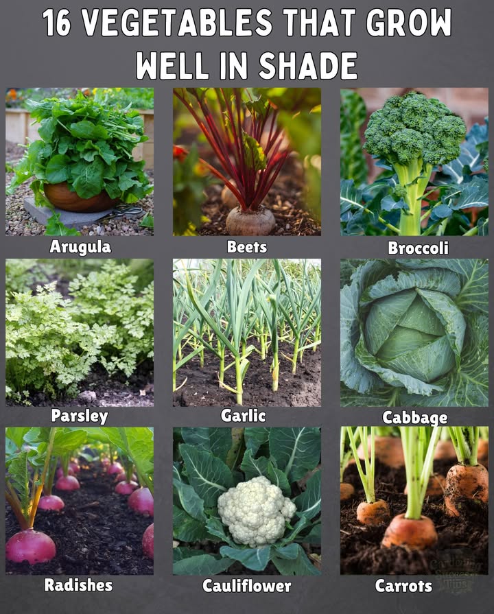 16 Shade-Loving Veggies for Cool, Low-Light Gardens 塞 
Perfect for gardens without full sun!

1. Arugula  Fast-growing, loves partial shade.
2. Beets  Roots need sun, greens thrive in shade.
3. Broccoli  Tolerates light shade; produces well.
4. Brussels Sprouts  Prefers cooler temps and light shade.
5. Cabbage  Great for part-shade in hot regions.
6. Carrots  Slower in shade but still productive.
7. Cauliflower  Needs some sun; part-shade avoids heat stress.
8. Celery  Loves cool, moist, partially shaded areas.
9. Garlic  Tolerates part shade but prefers early sun.
10. Kale  Thrives in shade and cooler temps.
11. Leeks  Shade-tolerant and low-maintenance.
12. Lettuce  Ideal for shade; bolts slower without heat.
13. Mustard Greens  Performs well in low-light spots.
14. Parsley  Thrives in filtered light and moist soil.
15. Radishes  Grow quickly in partial sun/shade.
16. Spinach  Loves cool, shady spacesperfect leafy green!