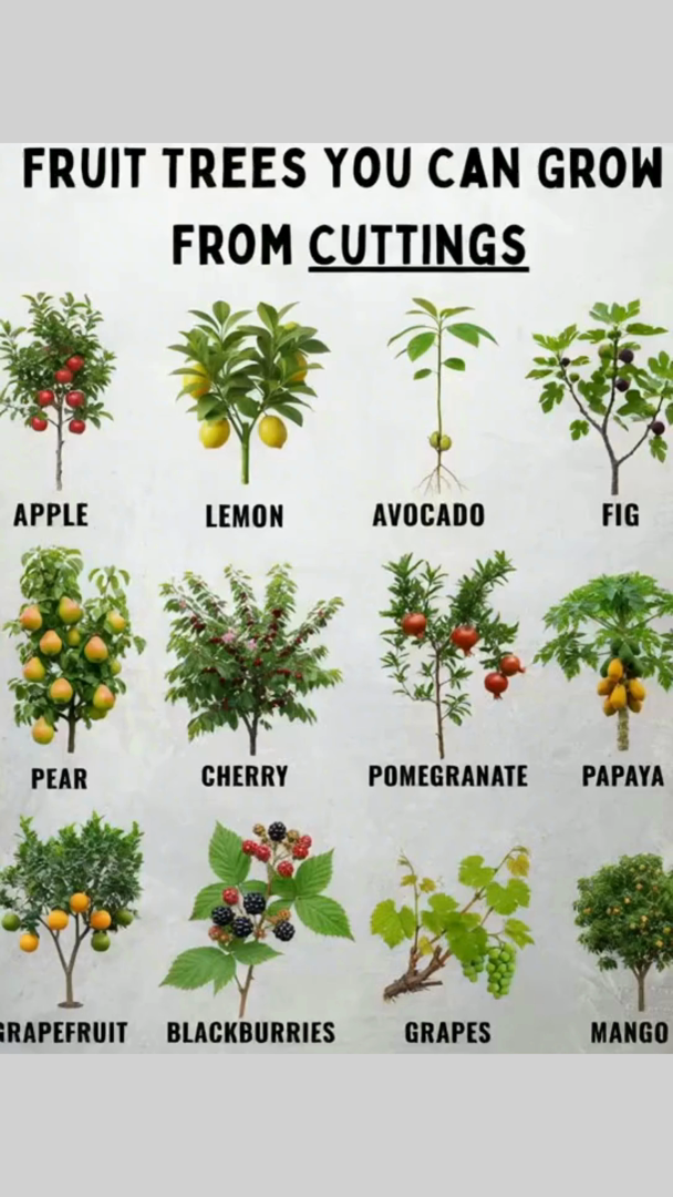 Fruit Trees You Can Grow From Cuttings

 Apple, pear, and cherry  easy to root in mild climates
 Lemon, orange, and grapefruit  perfect for pots and backyard gardens
 Avocado, fig, and olive  thrive in sunny spaces
 Papaya and mango  love warm, humid conditions
 Pomegranate and grapes  hardy and productive
 Blackberries, raspberries, and blueberries  fast-growing and abundant

 Tips to Grow From Cuttings:
 Choose healthy branches about 68 inches long
 Dip the cut end in rooting hormone for faster success
 Keep soil moist and warm until roots develop

Multiply your fruit trees without seeds and fill your garden with flavor and life.